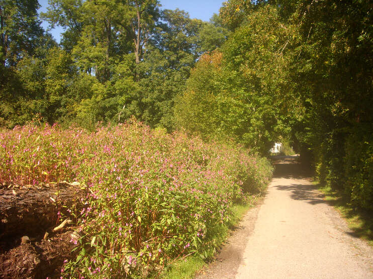 Hans-Albers-Weg zwischen Ernst-Henne-Weg und Einmndung der Franz-Eisele-Allee (September 2019)